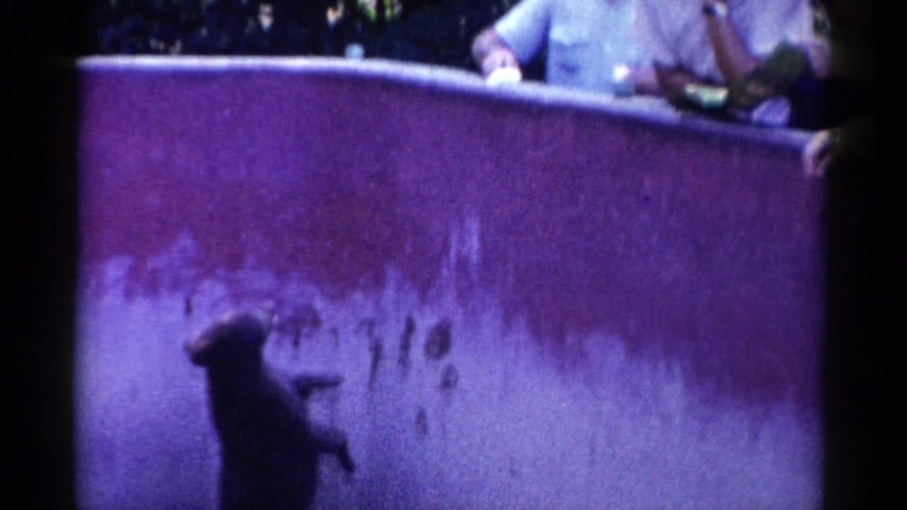 In 1959 Catskill, New York footage, a black bear stands near a purple zoo barrier while visitors are partly visible above.