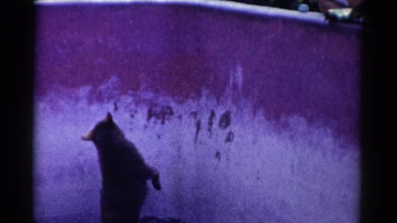 Black bear on hind legs facing a purple enclosure wall with visitor arms above.
