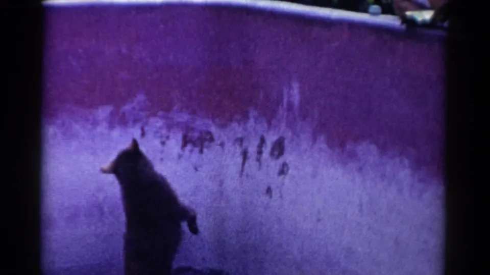 A black bear stands upright inside a Catskill zoo enclosure, facing the purple wall as visitors remain just above the frame edge.