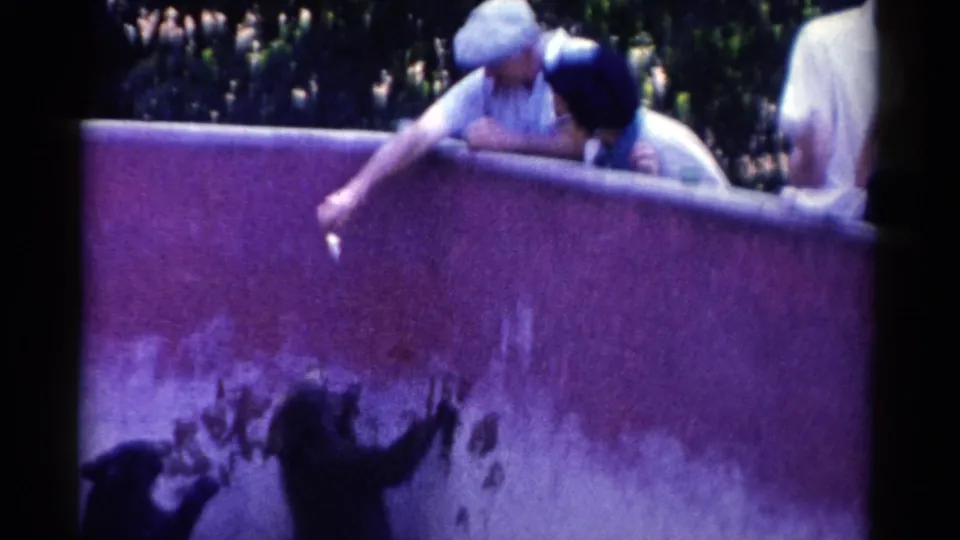 Visitors in 1959 Catskill zoo footage lean over a purple barrier as bears reach upward inside the enclosure.