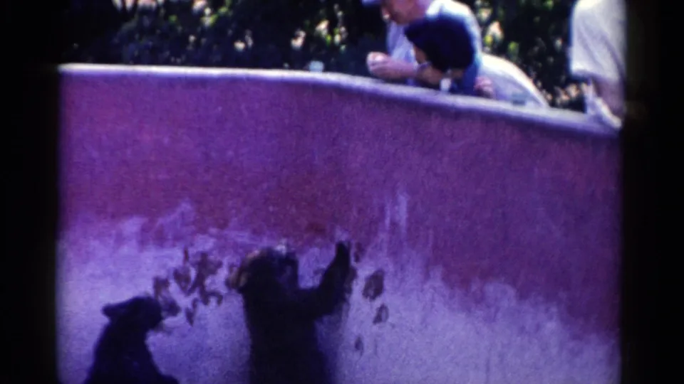 Two black bears reach up toward visitors along a purple concrete barrier in Catskill, New York home-movie footage.