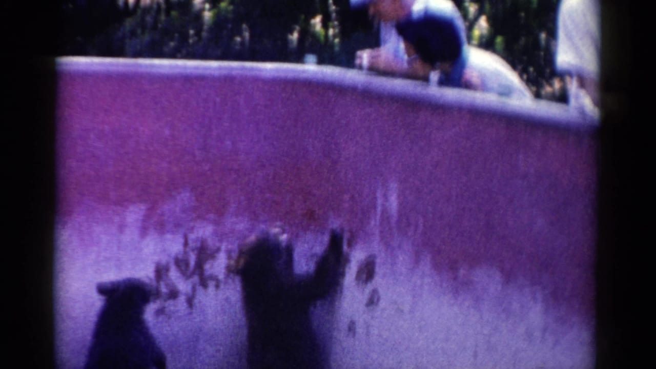 In 1959 Catskill zoo footage, adults watch from above as a bear rises near a purple-painted concrete enclosure wall.