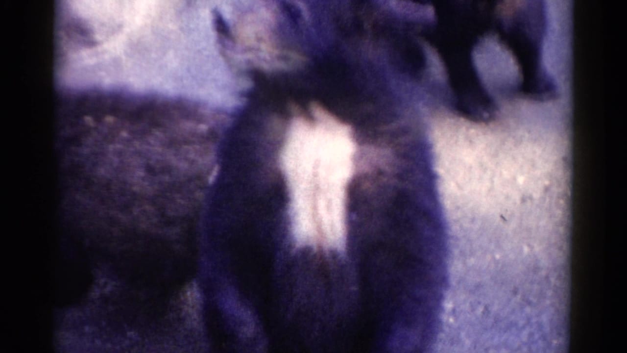 A dark bear with a white chest patch stands close to the camera on paved ground.