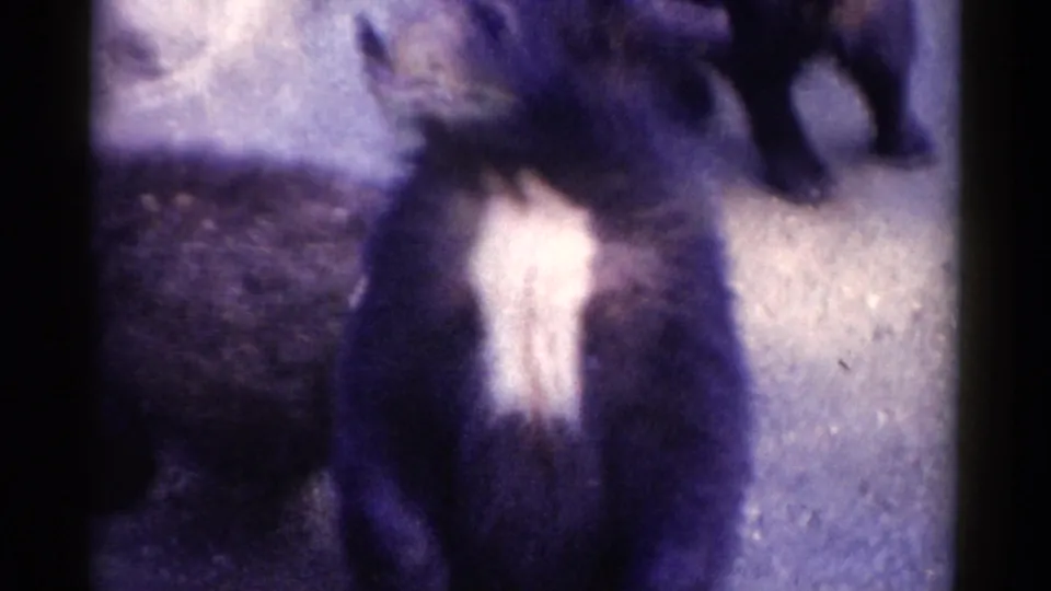 A bear with a distinctive white chest patch faces the camera in the Catskill zoo enclosure, with another bear partly visible nearby.