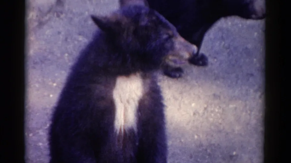 A bear with a pale chest marking stands upright in the Catskill zoo enclosure, with another bear partially behind it.