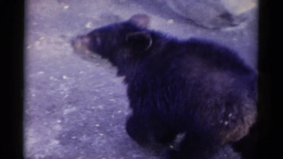 A dark bear moves in profile across the paved Catskill zoo enclosure, softened by handheld 8mm blur and color shift.