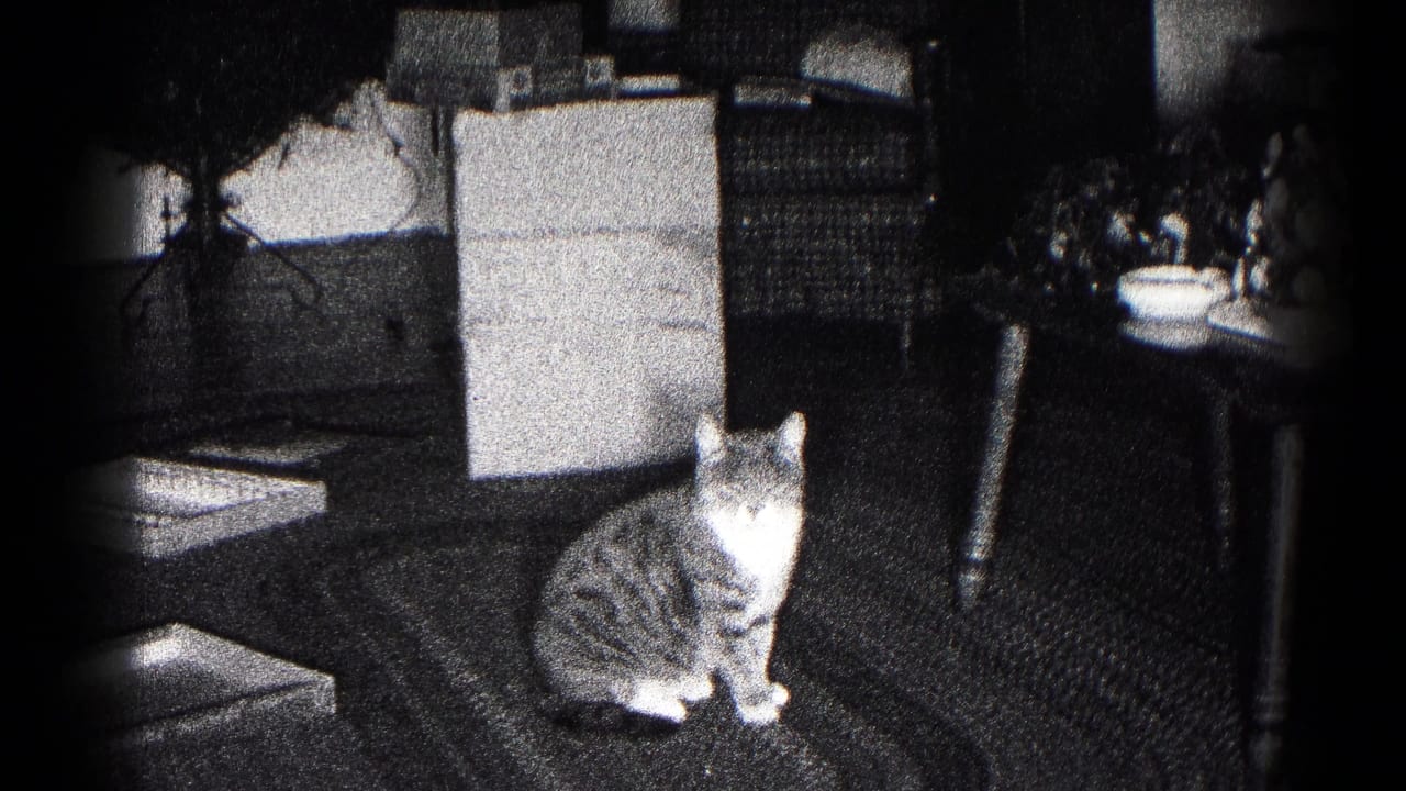 In 1959 Hagerstown home-movie footage, a tabby cat with white paws sits on a braided rug near chairs and small tables.