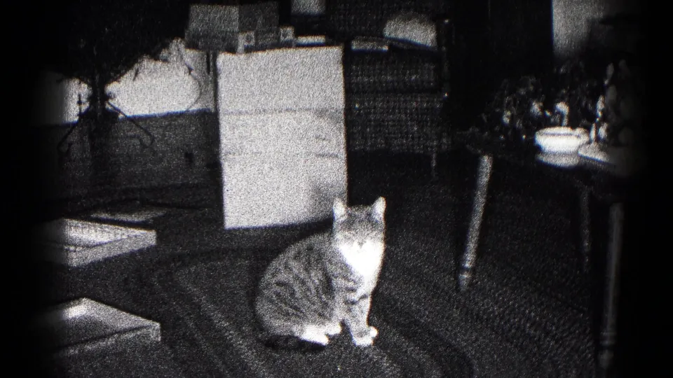 In 1959 Hagerstown home-movie footage, a tabby cat with white paws sits on a braided rug near chairs and small tables.