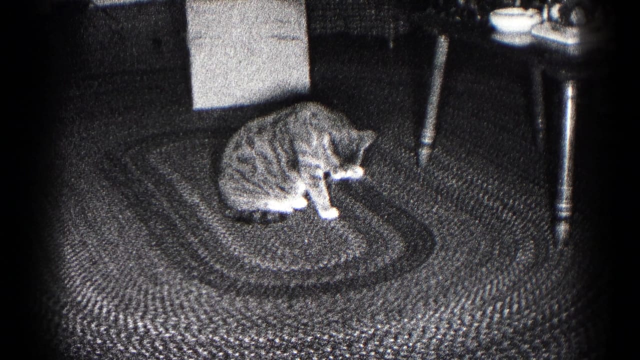 The cat crouches on the braided rug in the Hagerstown interior and appears to lick or clean a front paw.