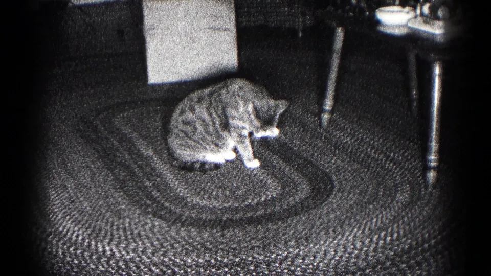 The cat crouches on the braided rug in the Hagerstown interior and appears to lick or clean a front paw.