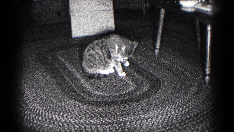 A tabby cat with white paws stays low on the braided rug while grooming, with table legs and patterned carpet visible around it.