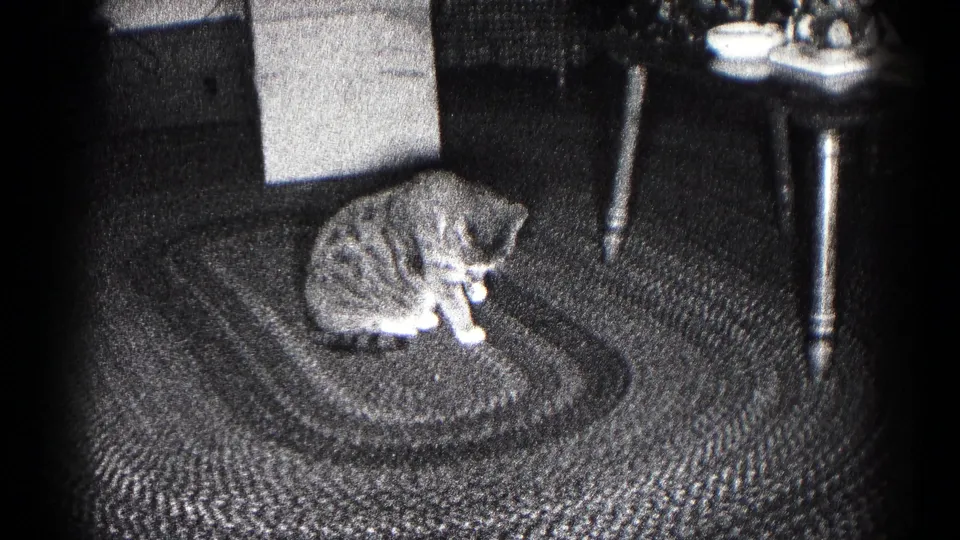 The 1959 Hagerstown clip shows the tabby cat still grooming on the braided rug, framed by nearby table legs and carpet pattern.