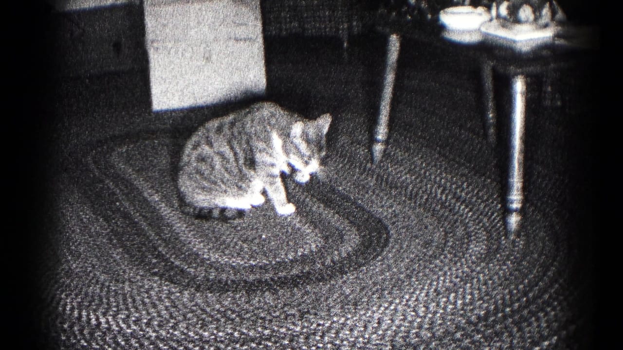 1959 Hagerstown home-movie frame showing a tabby cat with white paws grooming on a braided rug near a small table.