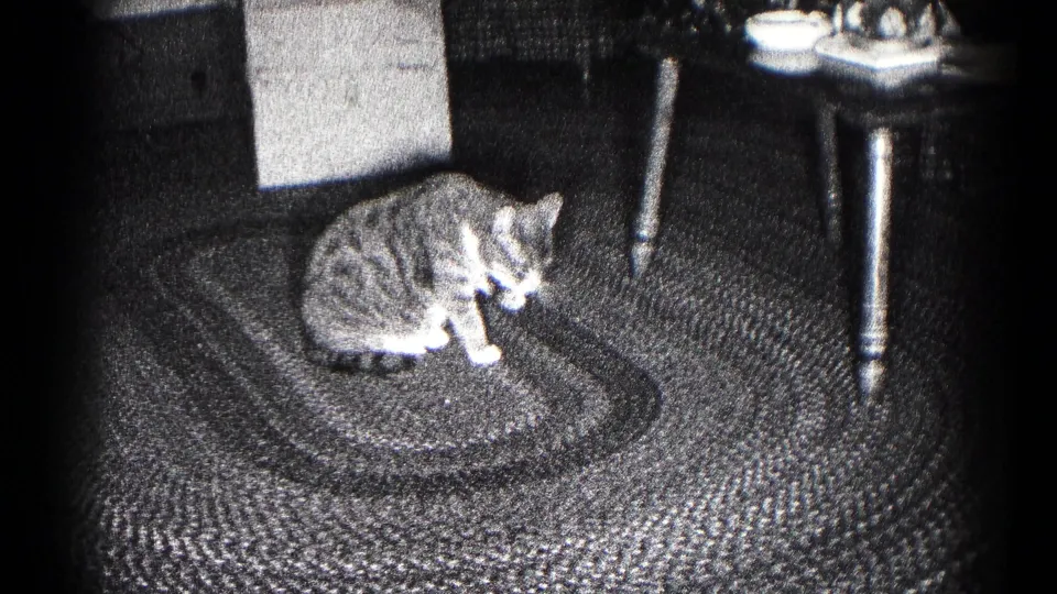 1959 Hagerstown home-movie frame showing a tabby cat with white paws grooming on a braided rug near a small table.