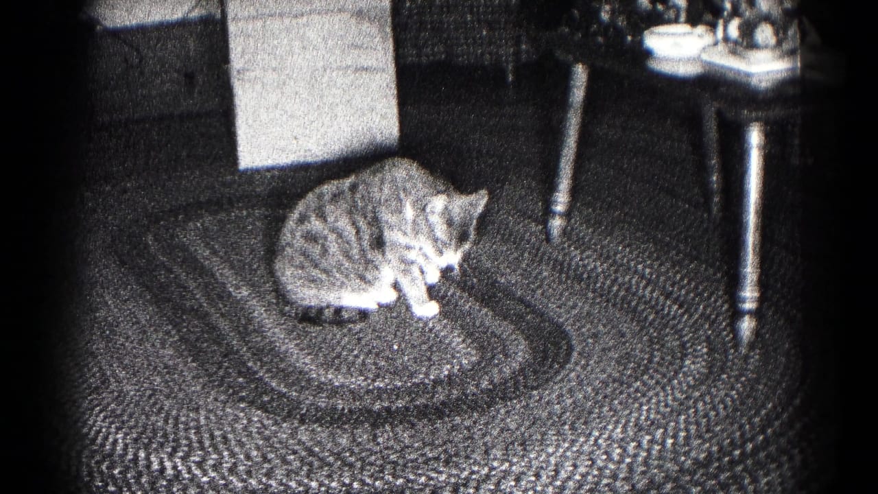 Tabby cat curls on a braided rug while grooming near table legs and dark furniture.