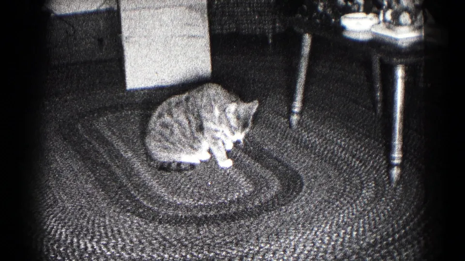 1959 Hagerstown home-movie frame of a tabby cat grooming itself on a braided rug in a softly lit living room.