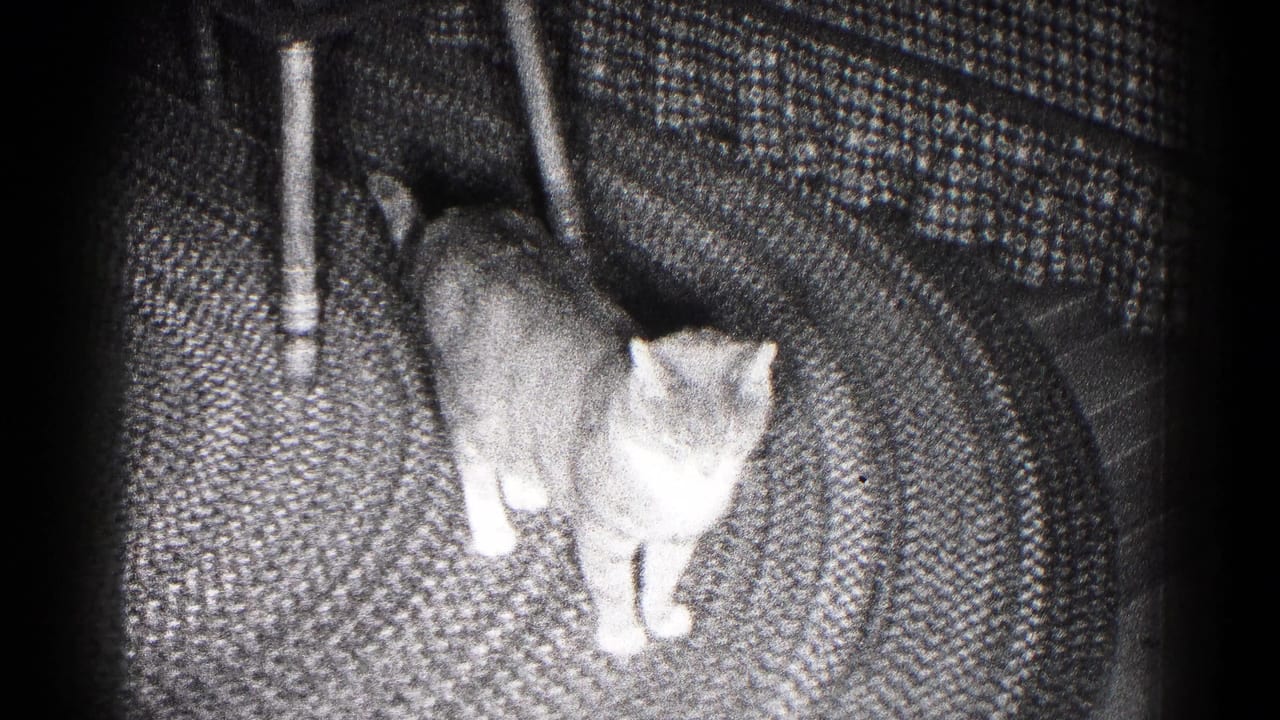 Gray-and-white cat stands on a patterned rug near a chair leg in 1959 Hagerstown, Maryland home-movie footage.