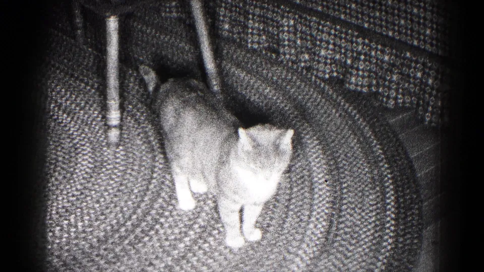 Gray-and-white cat stands on a patterned rug near a chair leg in 1959 Hagerstown, Maryland home-movie footage.