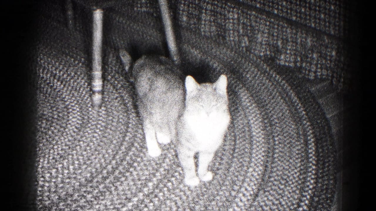 Cat facing forward on a patterned rug beside chair legs.