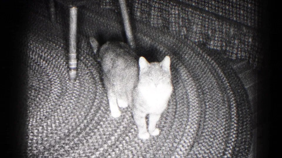 Cat faces the camera area while standing on a patterned rug near chair legs in black-and-white 8mm footage.