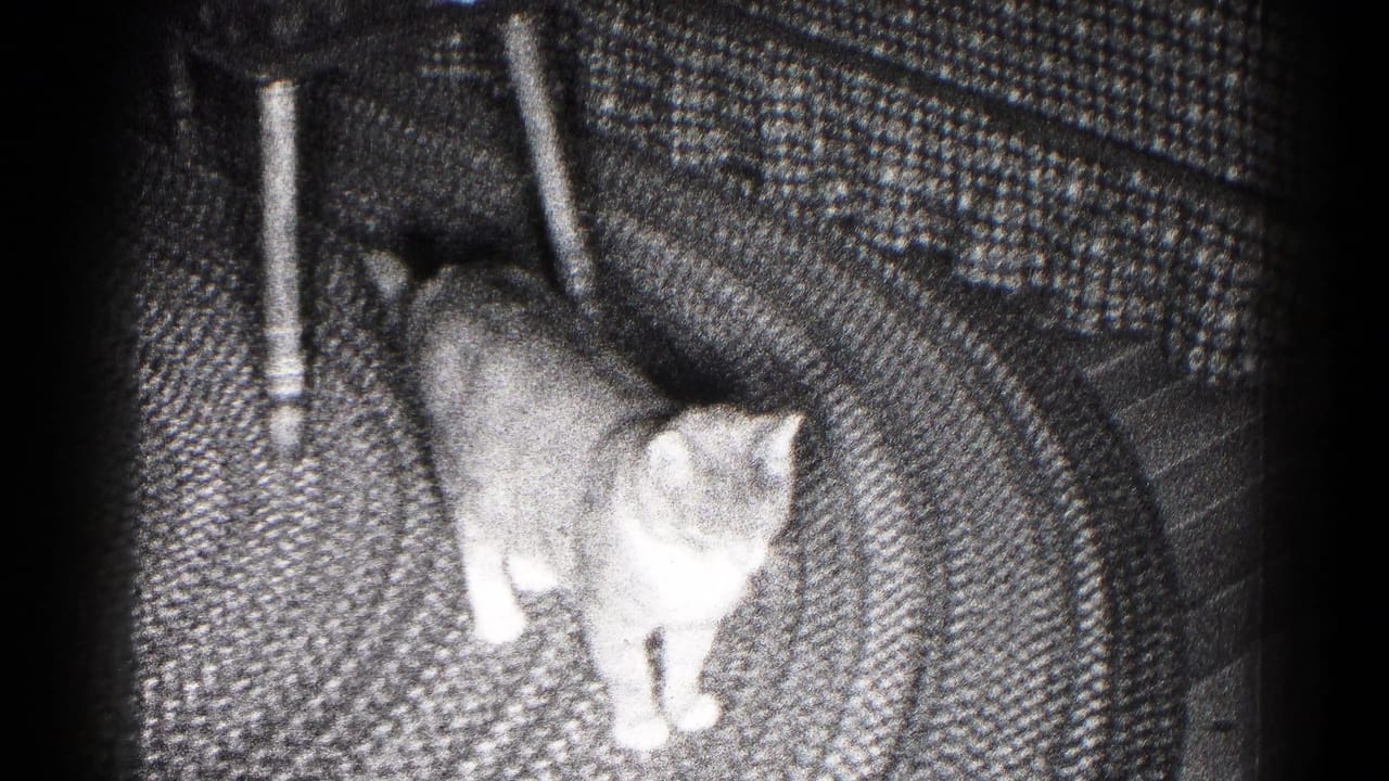 Gray-and-white cat looks downward on the rug beside a chair leg in a shadowed domestic interior.