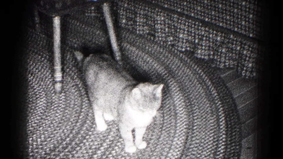 Gray-and-white cat looks downward on the rug beside a chair leg in a shadowed domestic interior.