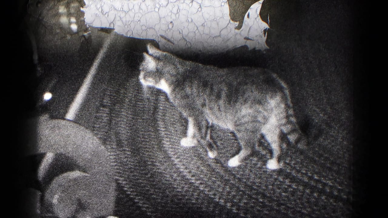 Side view of the cat stepping across a patterned rug near furniture in 1959 Hagerstown home-movie footage.