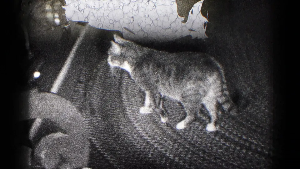 Side view of the cat stepping across a patterned rug near furniture in 1959 Hagerstown home-movie footage.