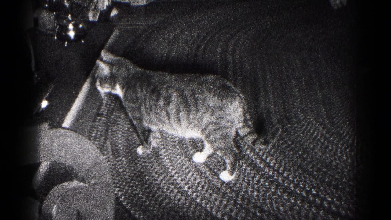Tabby cat walking across textured carpet near upholstered furniture.