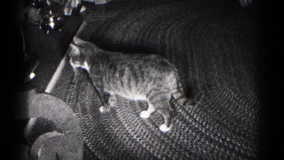 1959 Hagerstown home-movie frame showing a tabby cat moving across patterned carpet in a dim private interior.