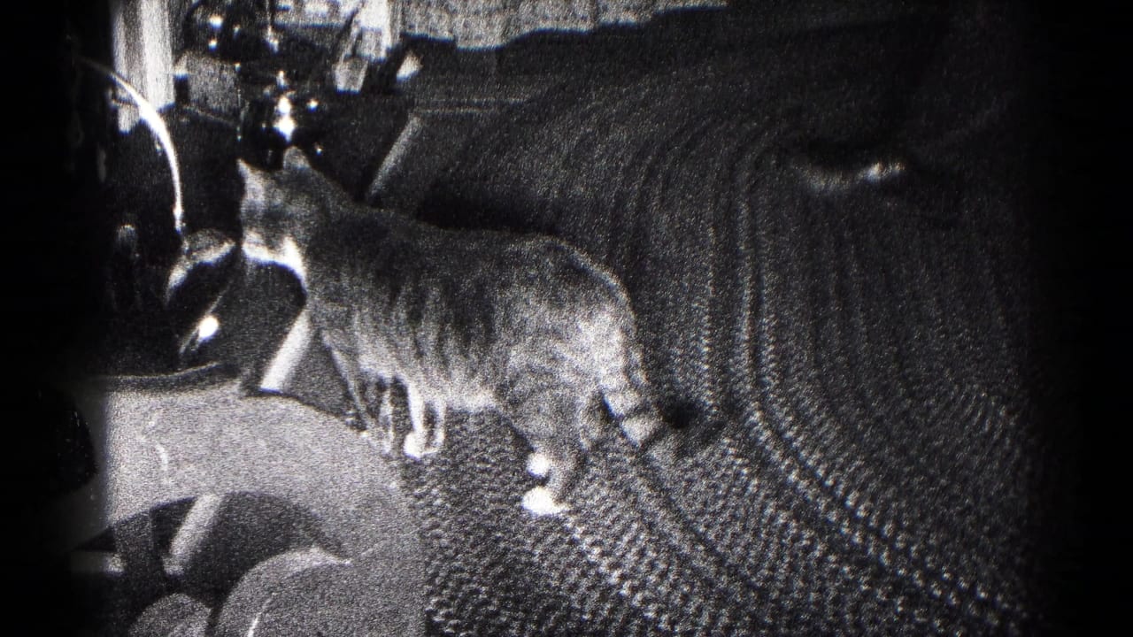 Tabby cat standing on textured carpet beside furniture in a dim room.