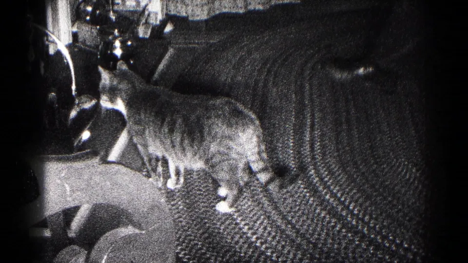 The cat pauses on the patterned carpet in a black-and-white 1959 Hagerstown domestic interior.
