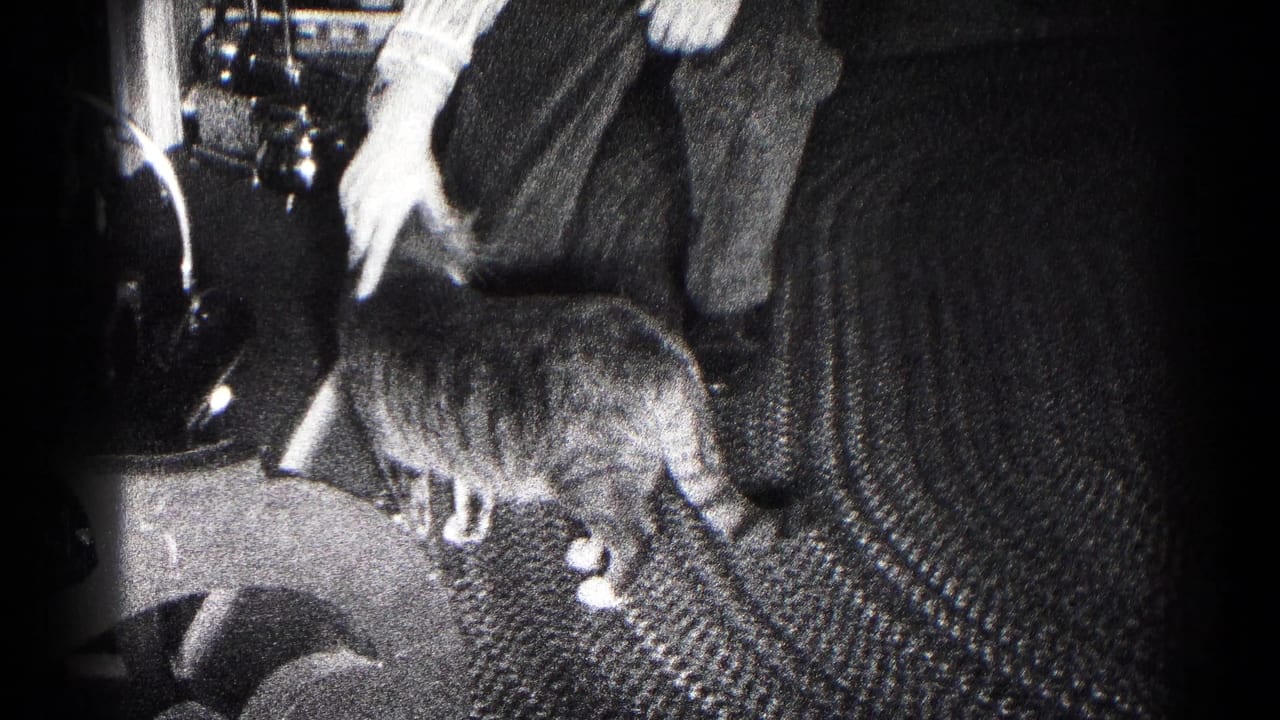 A person in light pants and a striped shirt reaches down toward the tabby cat inside the Hagerstown home-movie interior.