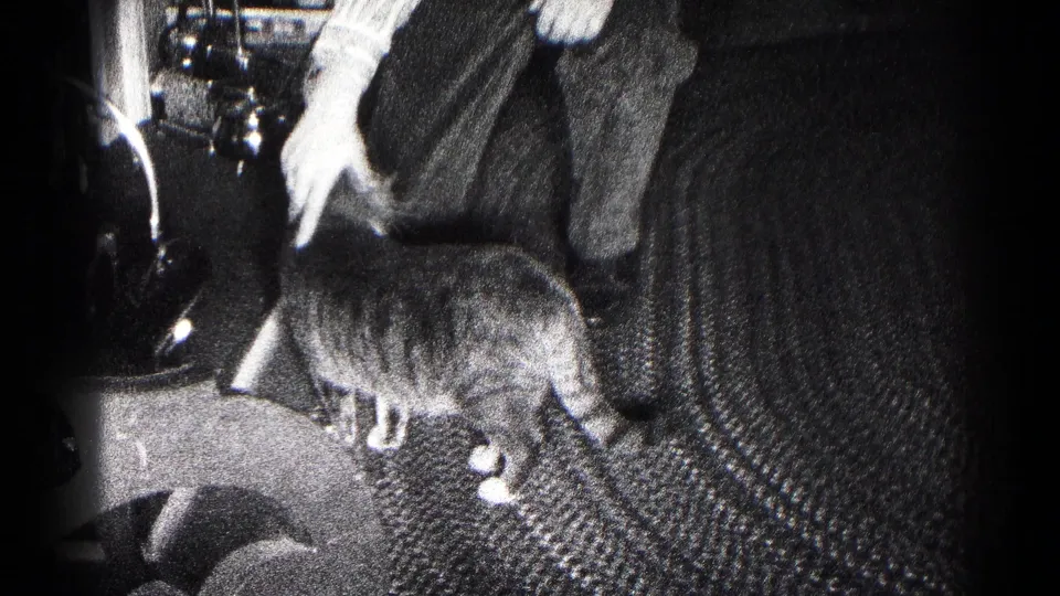 A person in light pants and a striped shirt reaches down toward the tabby cat inside the Hagerstown home-movie interior.