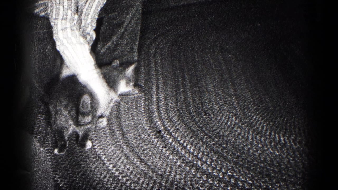 In the final frame, a person appears to lift the cat from the textured carpet in the 1959 Hagerstown home-movie scene.
