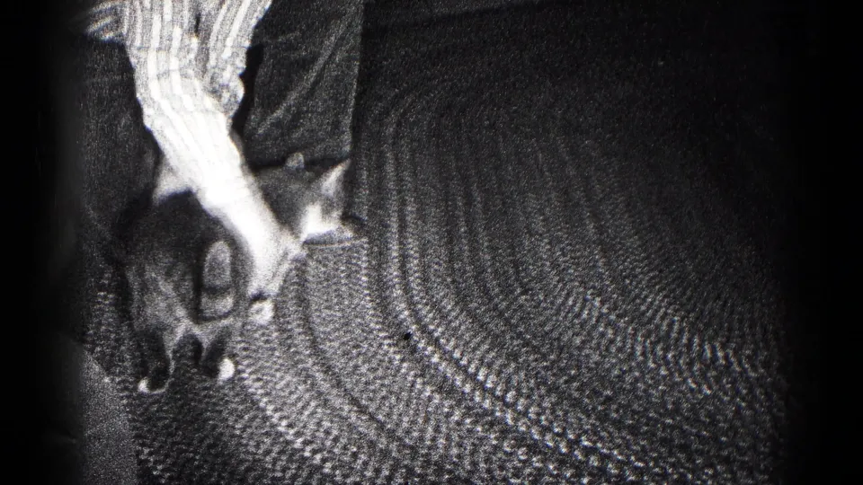 In the final frame, a person appears to lift the cat from the textured carpet in the 1959 Hagerstown home-movie scene.