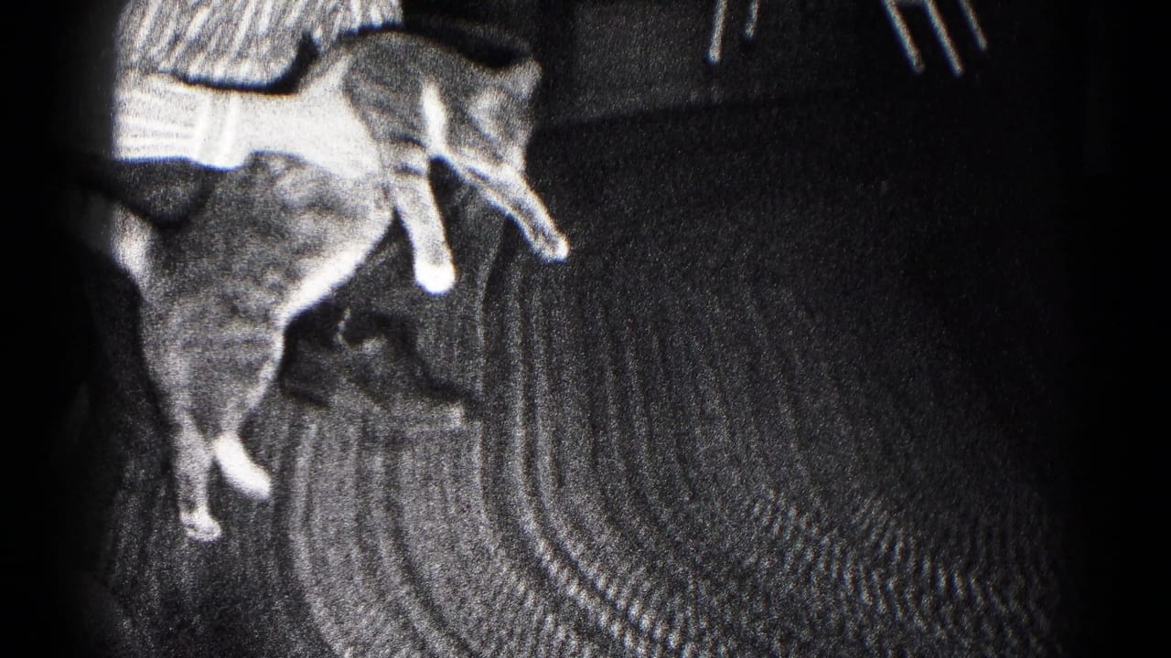1959 Hagerstown home-movie frame showing a teenage boy holding a tabby cat above a patterned interior rug.