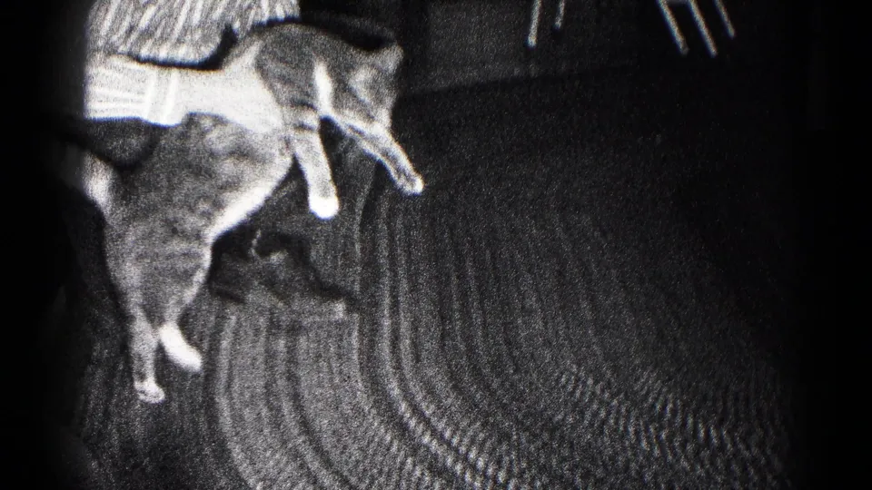 1959 Hagerstown home-movie frame showing a teenage boy holding a tabby cat above a patterned interior rug.