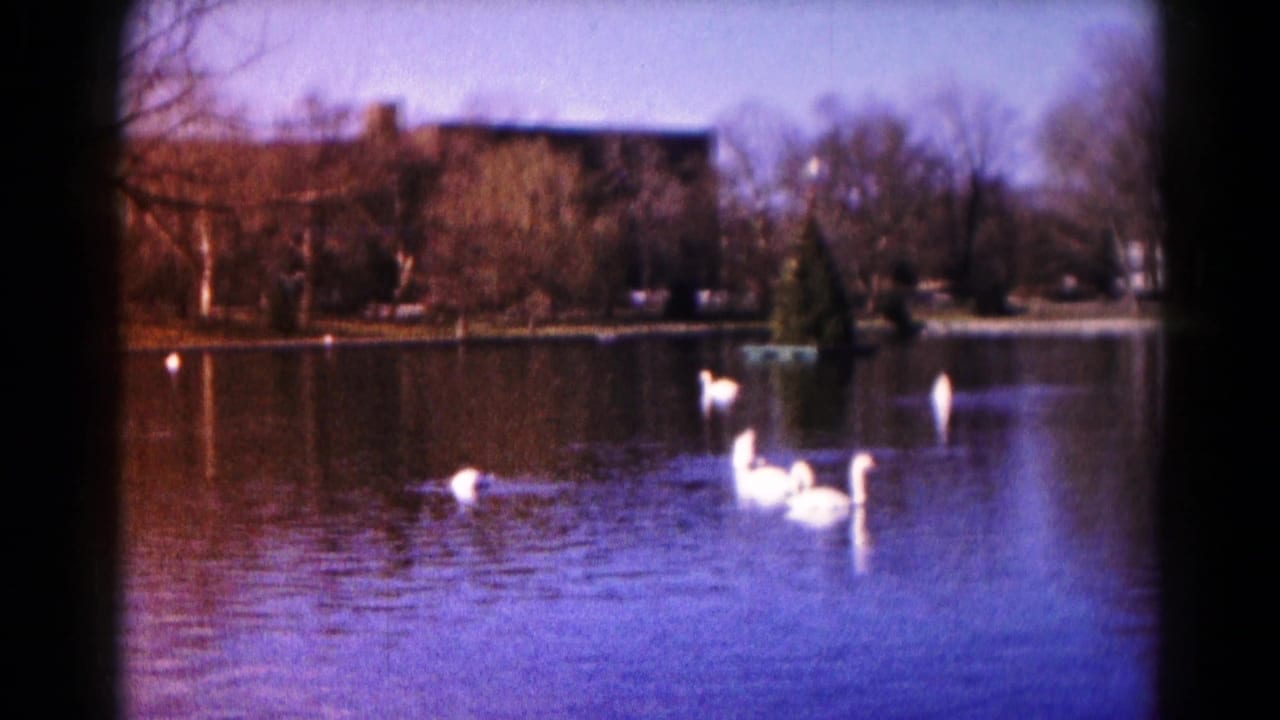 White swans swim on a pond with bare trees and a distant building across the water.
