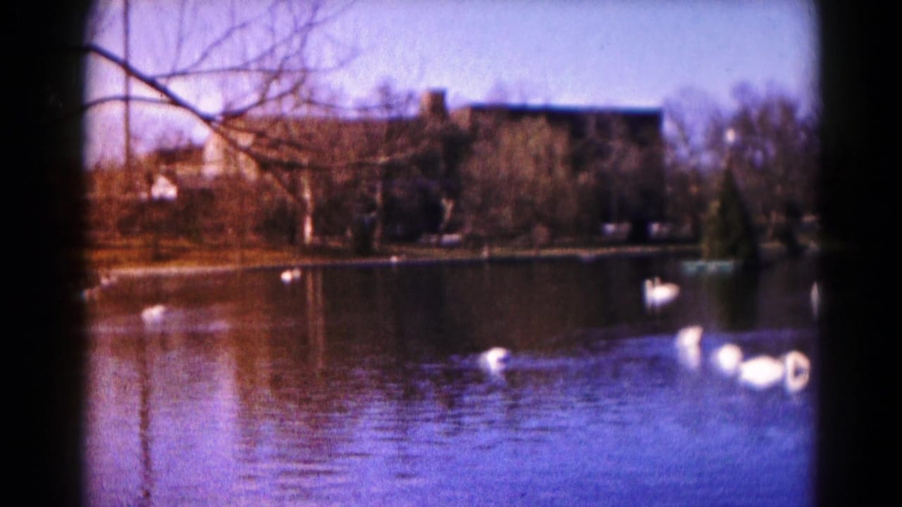 Swans gather near the right side of a pond with bare branches and shoreline trees behind them.