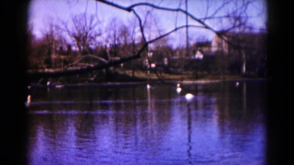 Home-movie view across a Hagerstown pond, framed by dark bare branches with scattered white swans on the water.