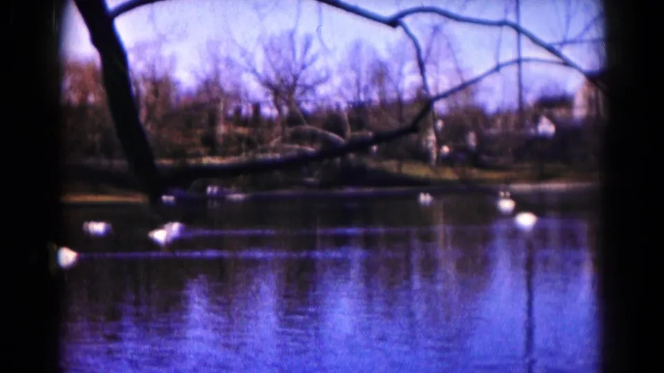A 1959 Hagerstown pond scene with swans on reflective water, a dark foreground trunk, and leafless trees along the opposite shore.