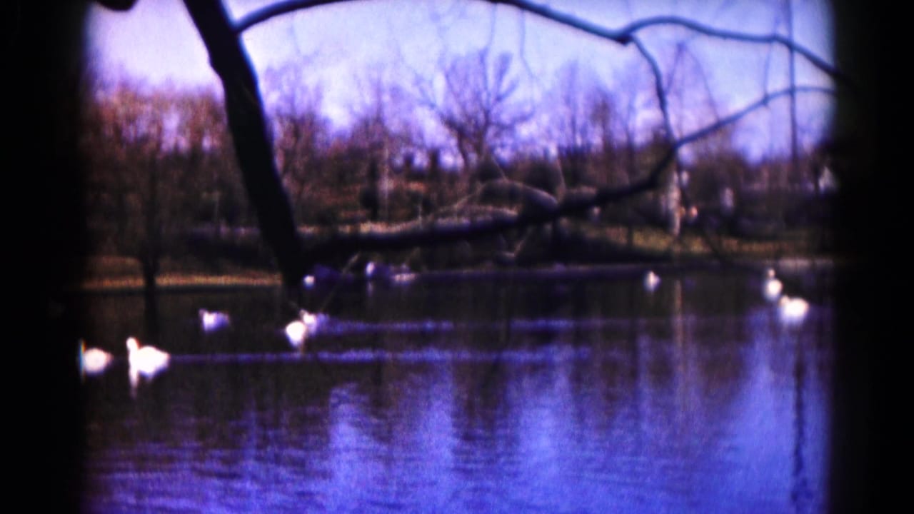 White ducks swim on a lake framed by dark bare branches.
