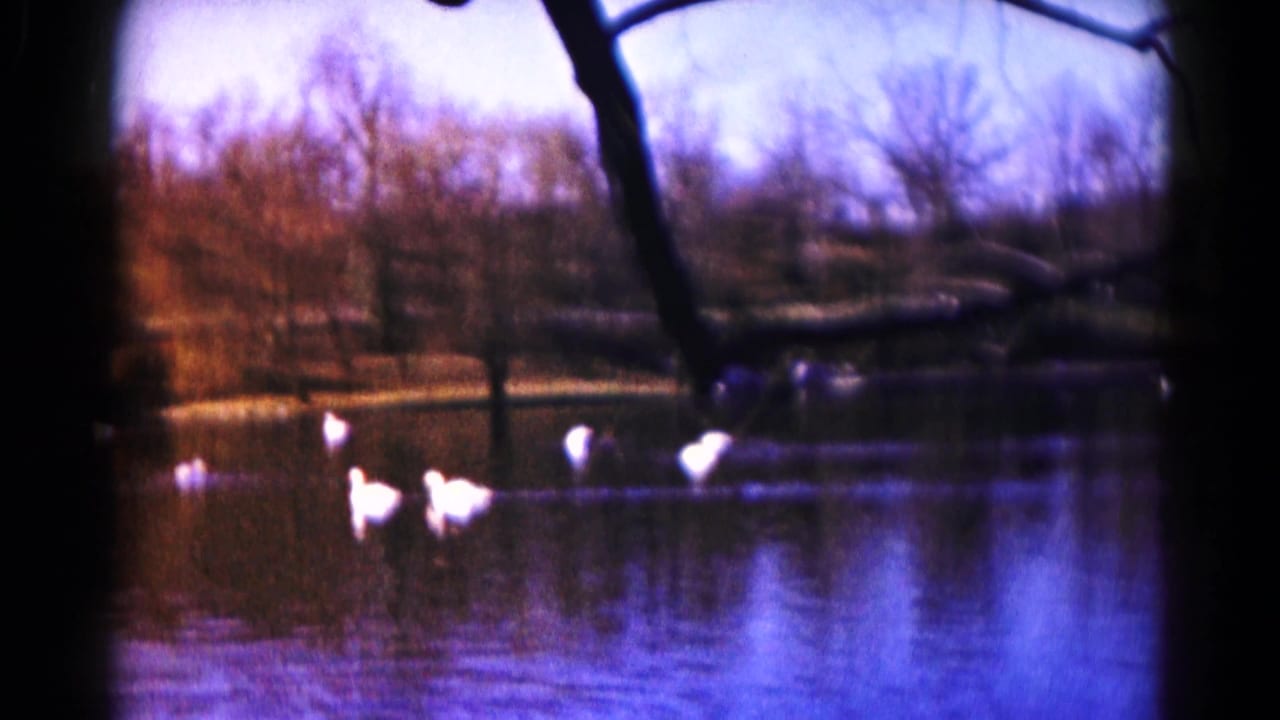Several white ducks glide across dark water near a wooded shore.