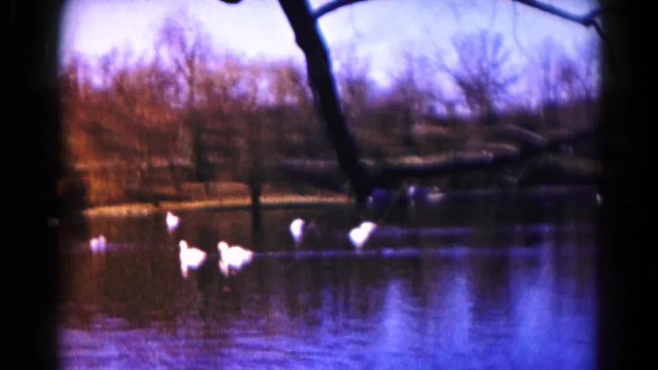 White ducks swim across a Hagerstown lake in 1959 footage, with bare trees and reflected shoreline behind them.