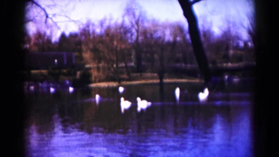1959 8mm lakeside frame from Hagerstown showing white ducks, rippled water, bare trees, and distant shoreline features.