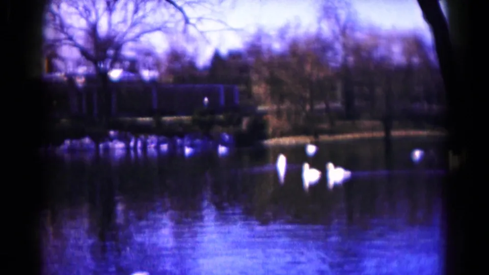 Blue-purple 8mm frame of white ducks on a Hagerstown lake, with bare trees, shoreline reflections, and dark frame edges.