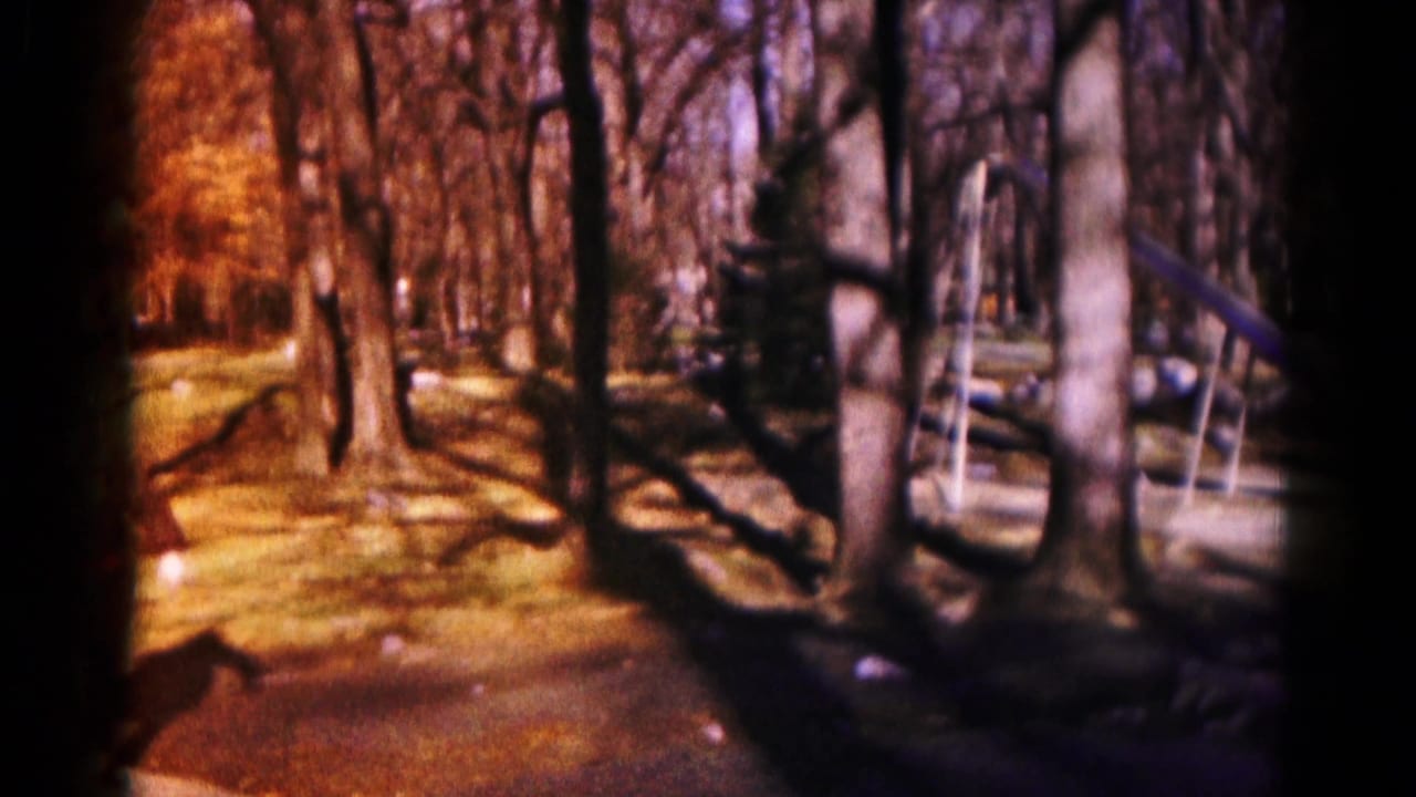 Wooded park with bare trees, grass, shadows, and a woman partly visible at left.