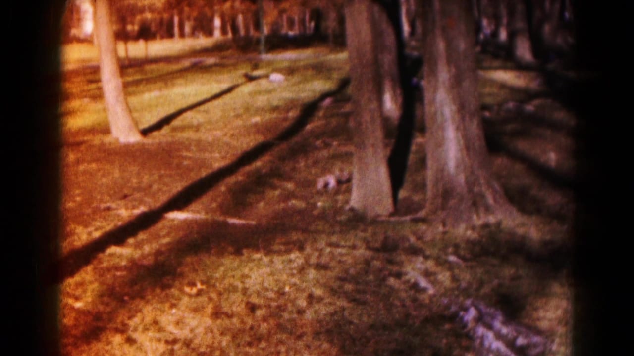 Sunlit grassy park with large tree trunks, bare trees, and long shadows.