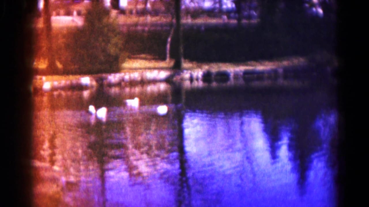White birds glide on a lake near a tree-lined shoreline.